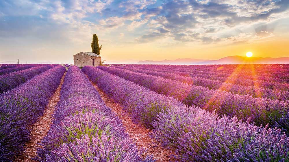 valensole-provenza_6feff61d_1280x720