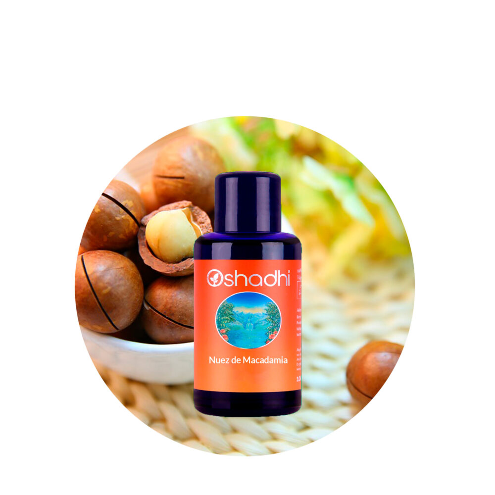 Nuez-macadamia-AV Aceite Vegetal de Nuez de Macadamia - Imagen 1