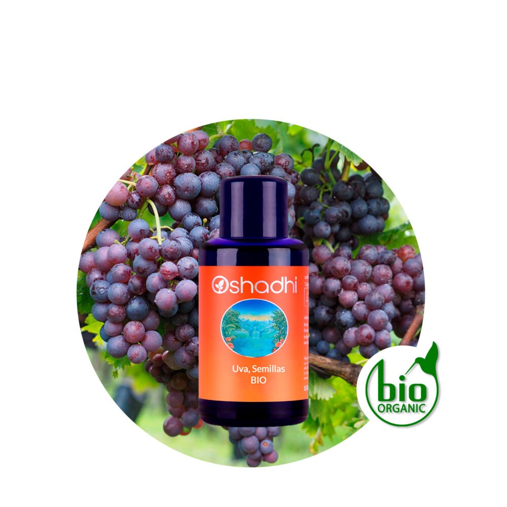 Uva,-semillas-AV Aceite Vegetal de Pepitas de Uva - Imagen 1