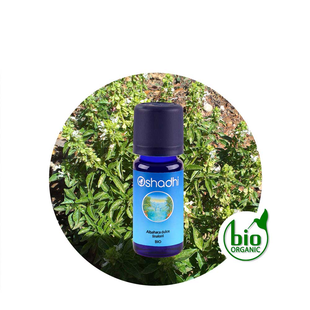 ae-albahaca-dulce Aceite Esencial de Albahaca dulce, linalool - Imagen 1
