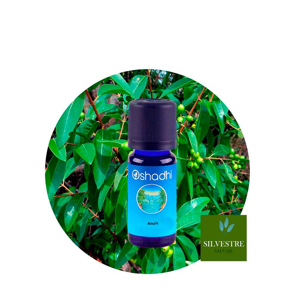 ae-amyris Aceite Esencial de Amyris - Imagen 1