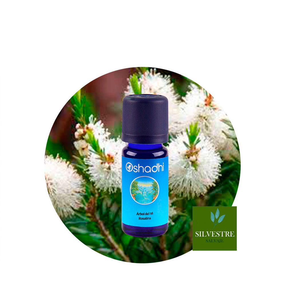 ae-arbol-te-rosalina Aceite Esencial de Arbol del té (Rosalina) - Imagen 1