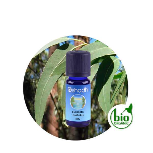 Aceite esencial eucalipto globulus Aceite esencial eucalipto globulus