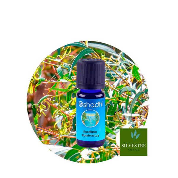 Aceite esencial eucalipto polibractea Aceite esencial eucalipto polibractea