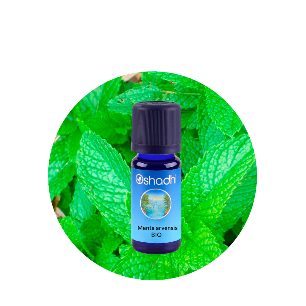 ae-menta-arvensis Aceite Esencial de Menta de Campo (Arvensis) - Imagen 1