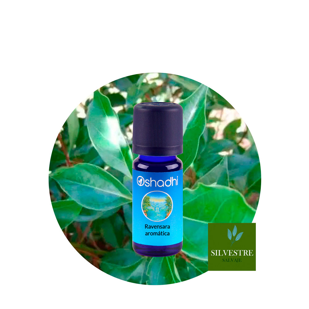ae-ravinsara-aromatica Aceite Esencial de Ravensara Aromática - Imagen 1