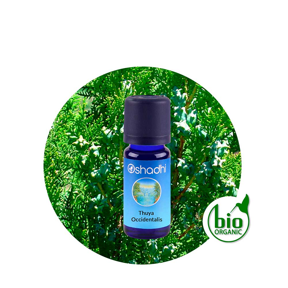 ae-thuya-accidentalis Aceite Esencial de Thuya Occidentalis - Imagen 1