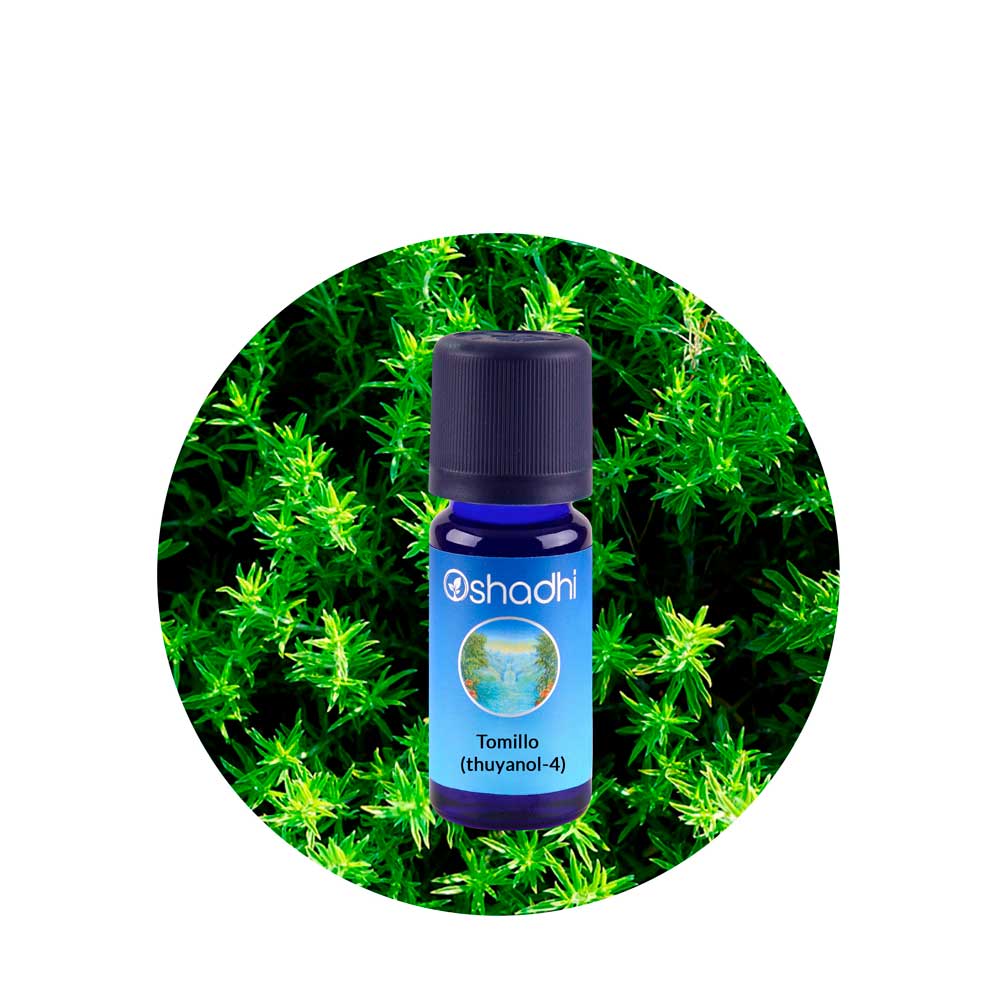 ae-tomillo-thuyanol-opt Aceite Esencial de Tomillo (Thuyanol) - Imagen 1