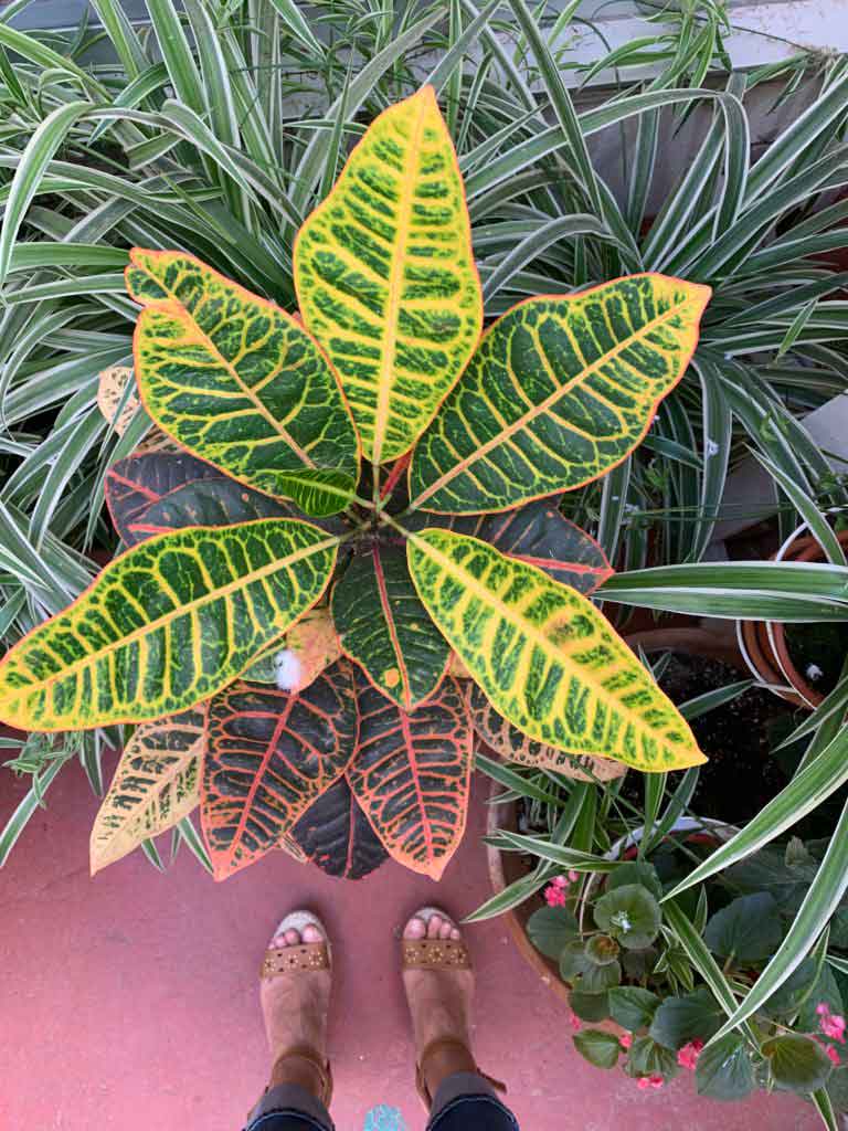 Jardin-Croton-opti