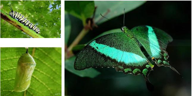 Mariposas