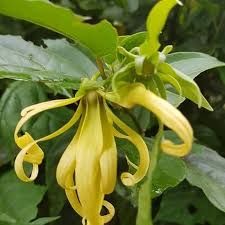 ylang-ylang 2