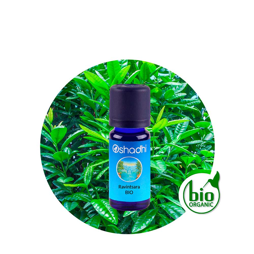 Aceite Esencial de Ravintsara BIO Aceite Esencial de Ravintsara BIO