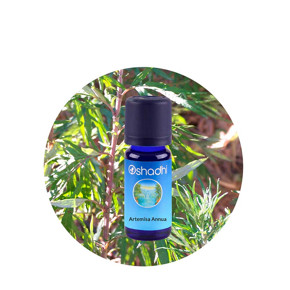 Aceite Esencial de Artemisa Annua Aceite Esencial de Artemisa Annua