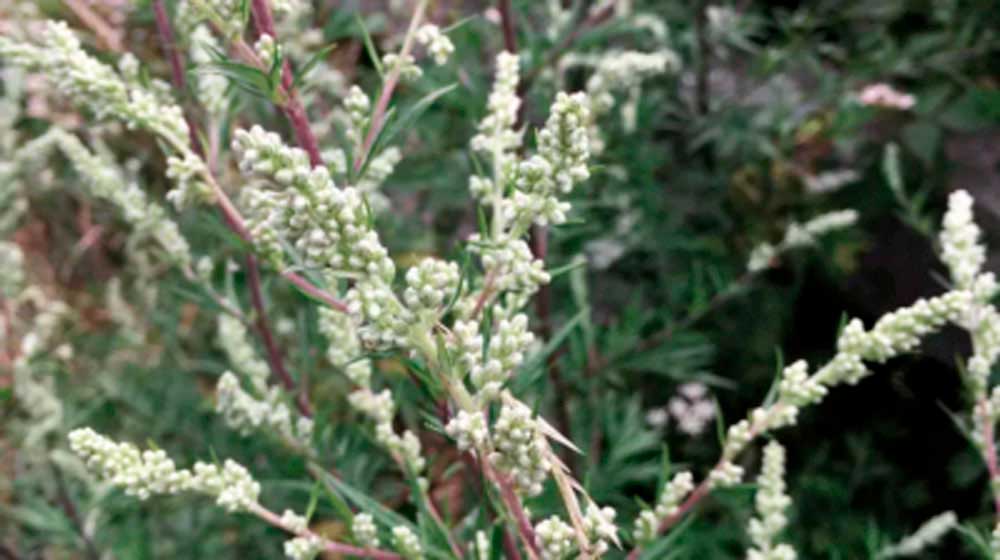 artemisa-annua-opti