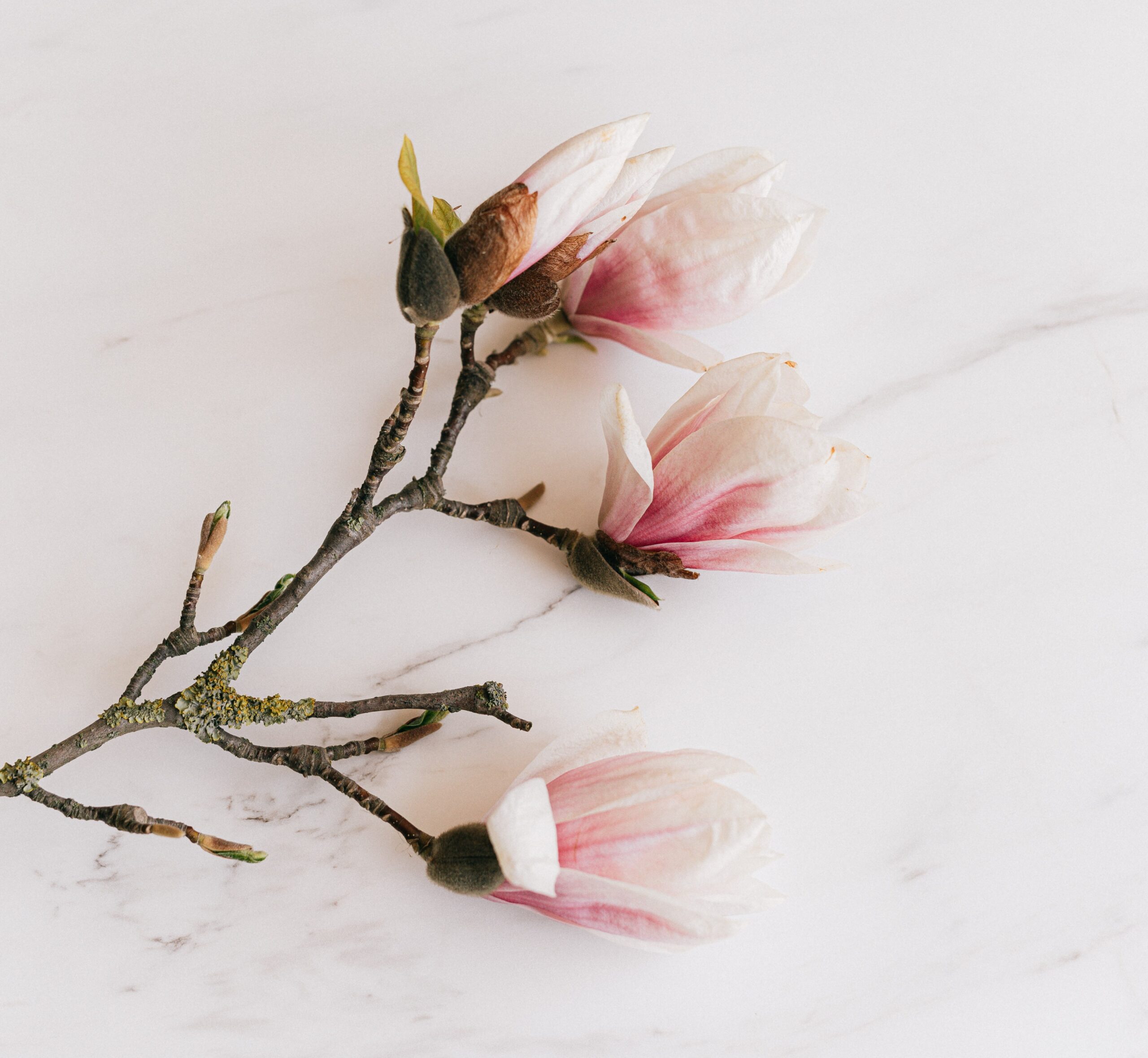 flores blancas-rosas (2)