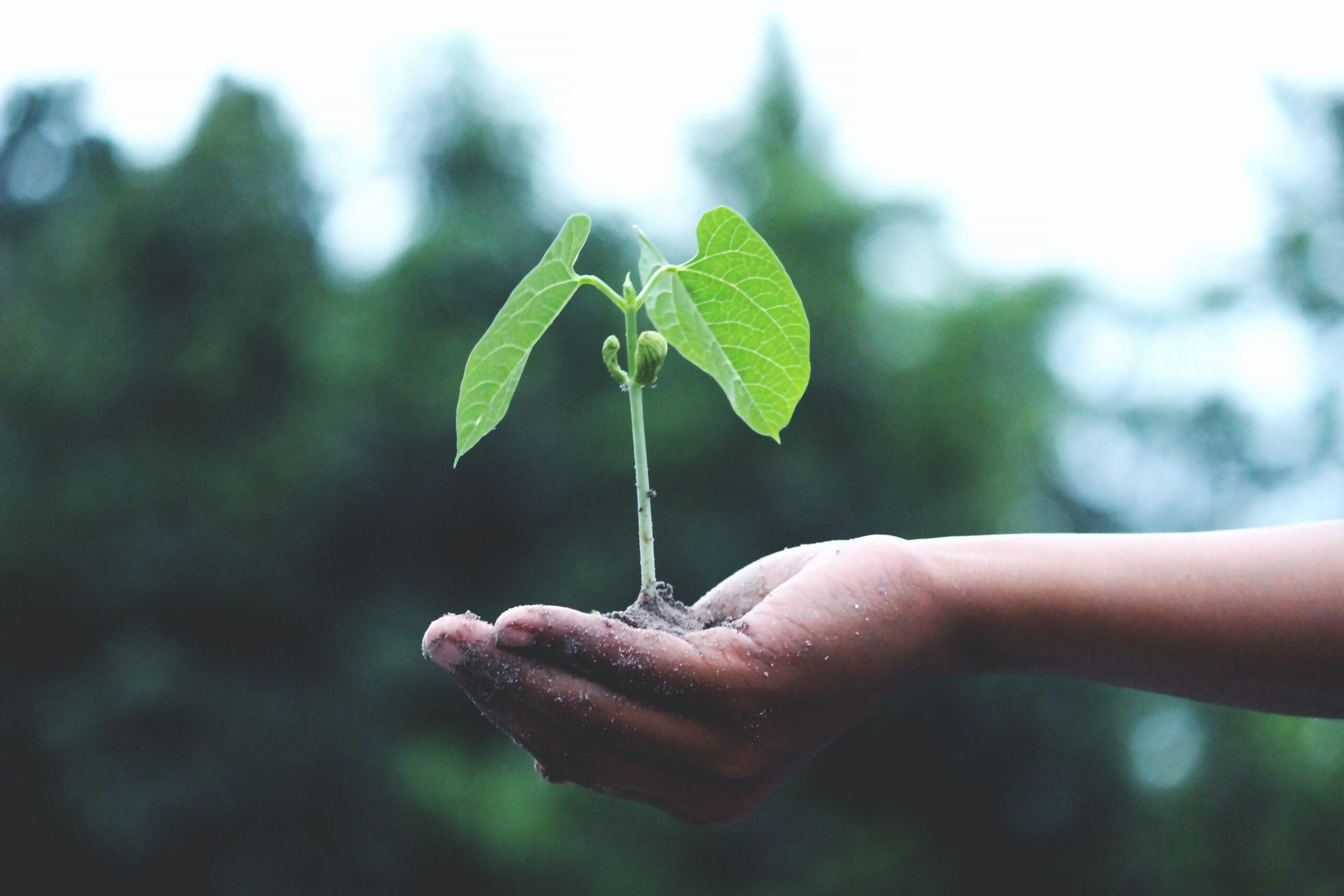 mano con planta