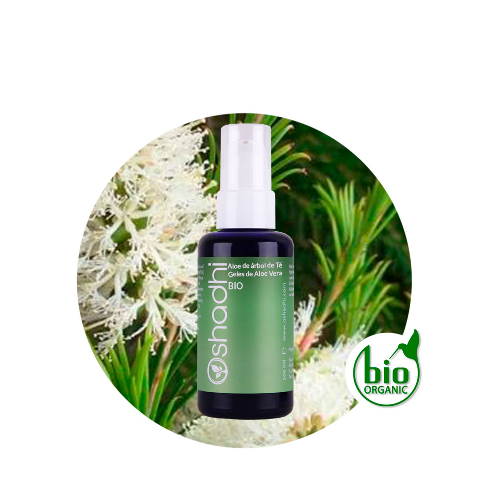 aloe-arbol-té