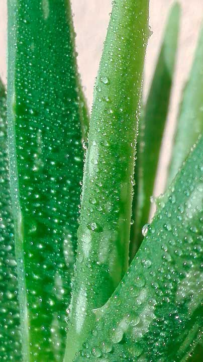 aloe-vera-opti