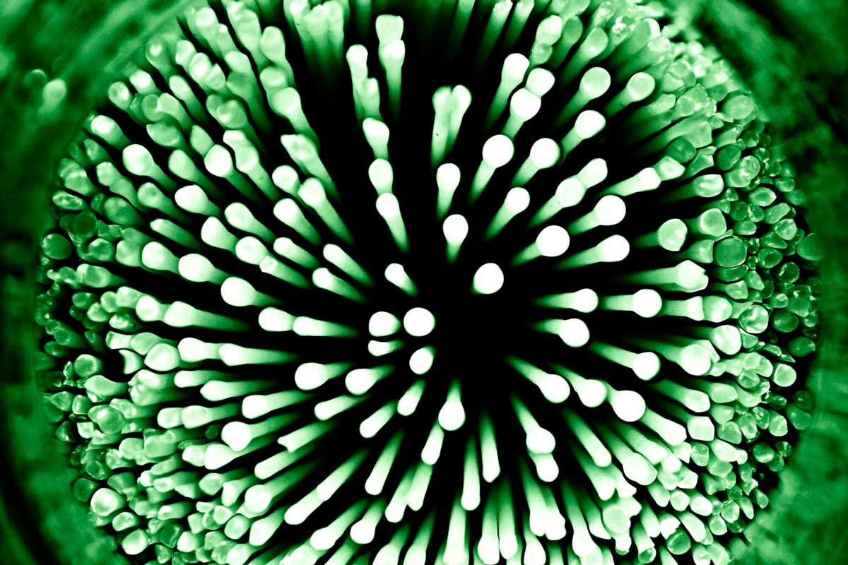 bacteria-opti