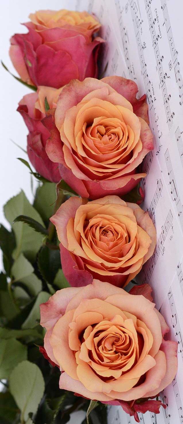 rosas-y-partituras-opti