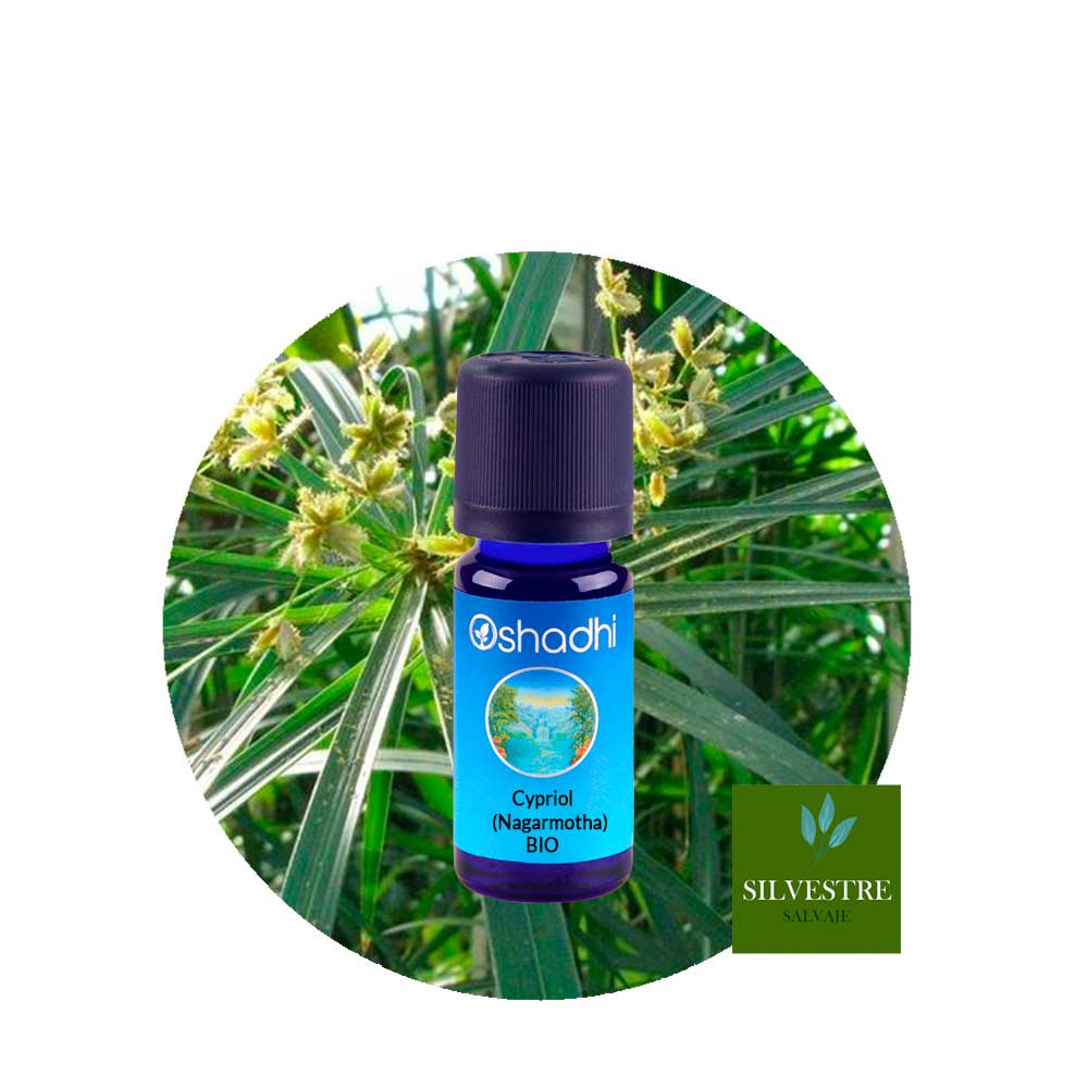 Aceite Esencial de Nagarmota Aceite Esencial de Nagarmota
