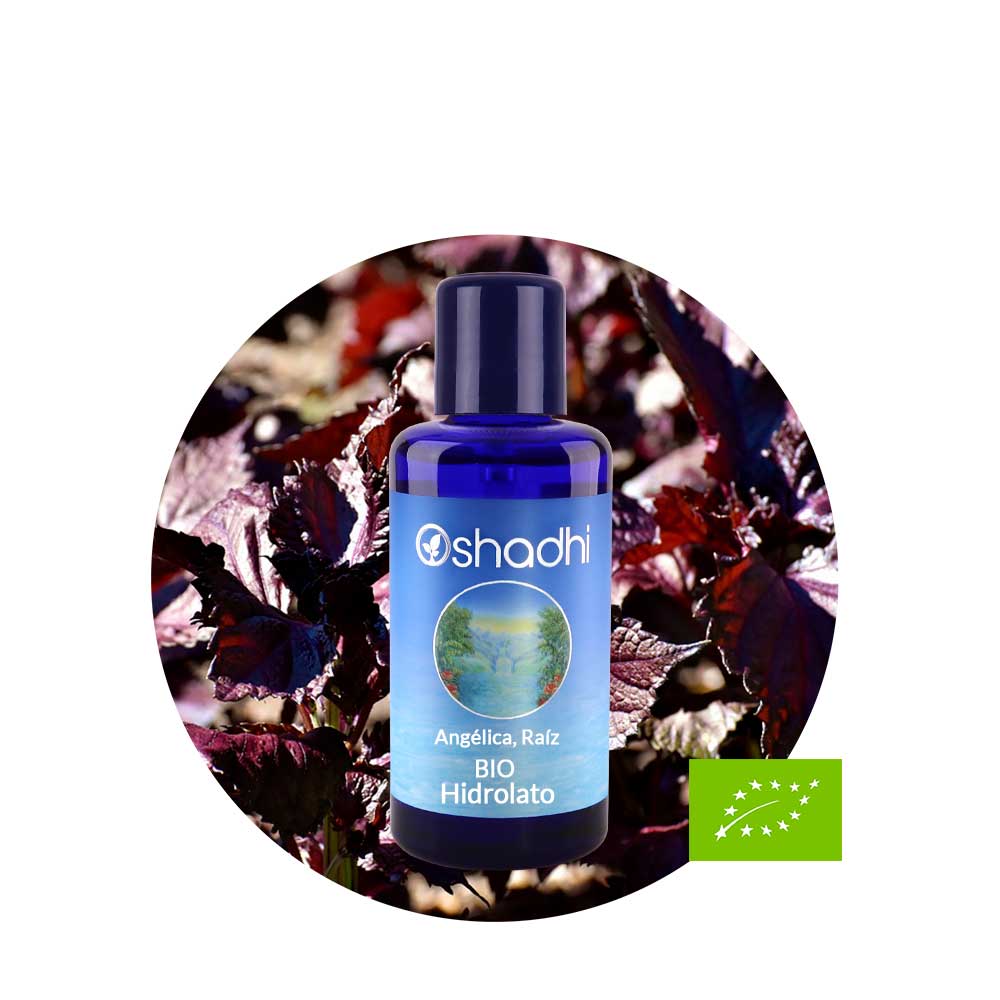 Hidrolato de raíz de Angélica Hidrolato de raíz de Angélica