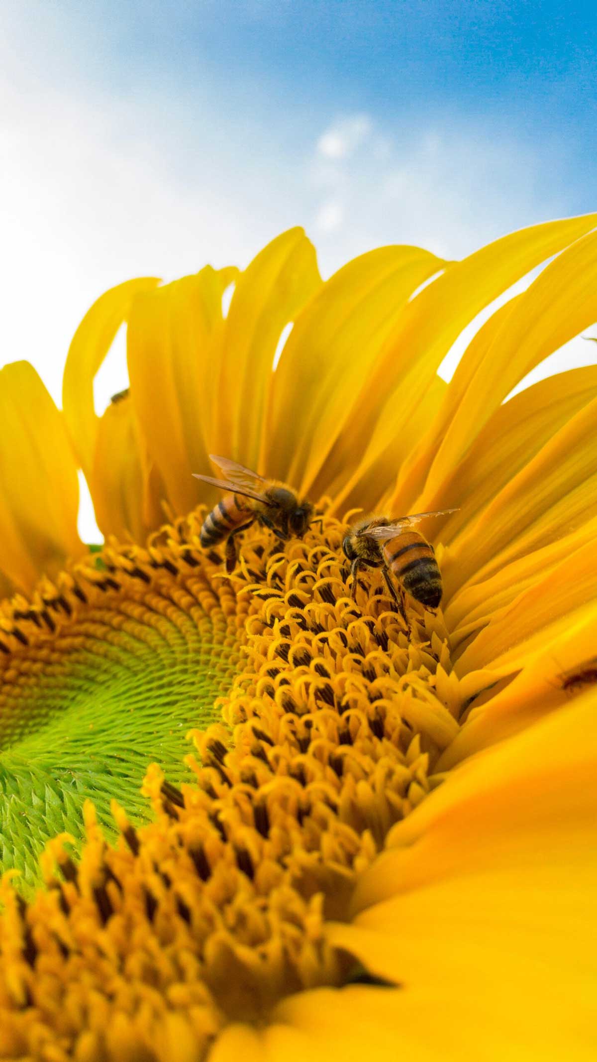 girasol-1plano-opti