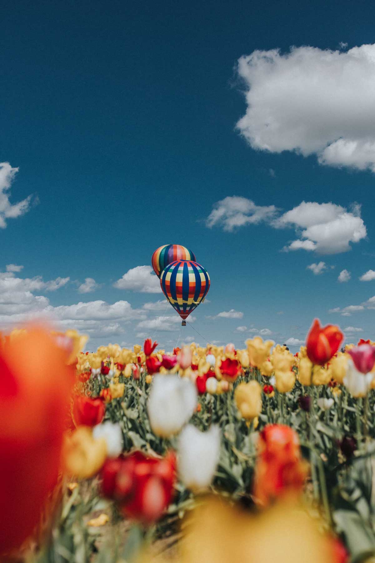 tulipanes-y-globos-aerostaticos-opti