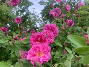 Aceite Esencial de Rosa