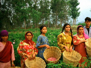 Rosa-Nepal-e1719309977130