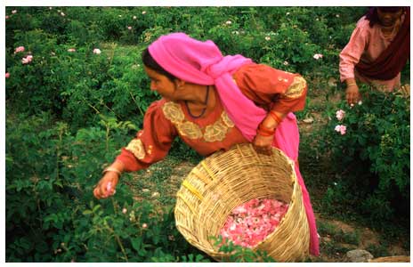 Rosa-Nepal-recoleccion