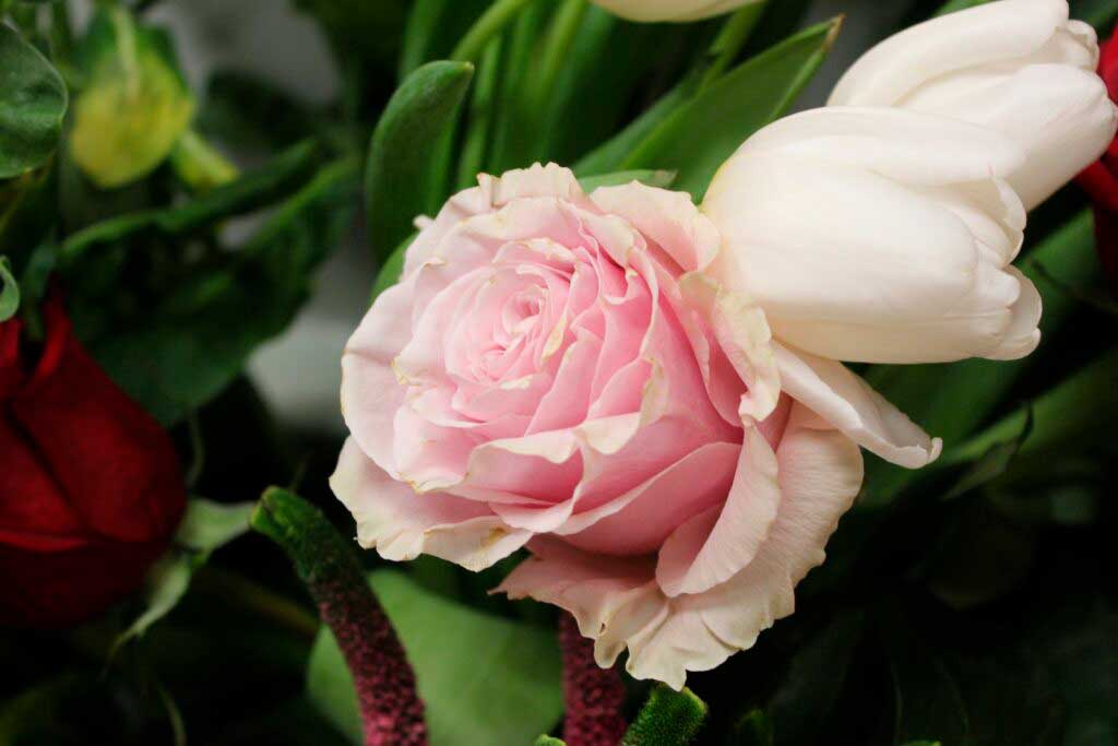 rosa--1024x683