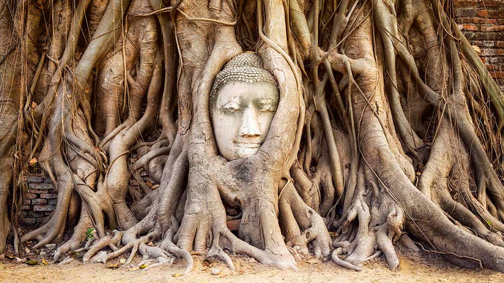 Ayutthaya,-Thailand,-head-of-Buddha-statue-in-the-tree-roots-at-Wat-Mahathat-temple
