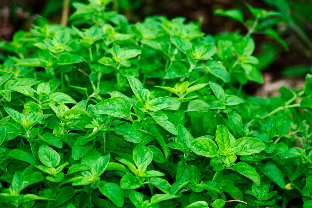 Oregano-(Thymus-capitatus)-(1)
