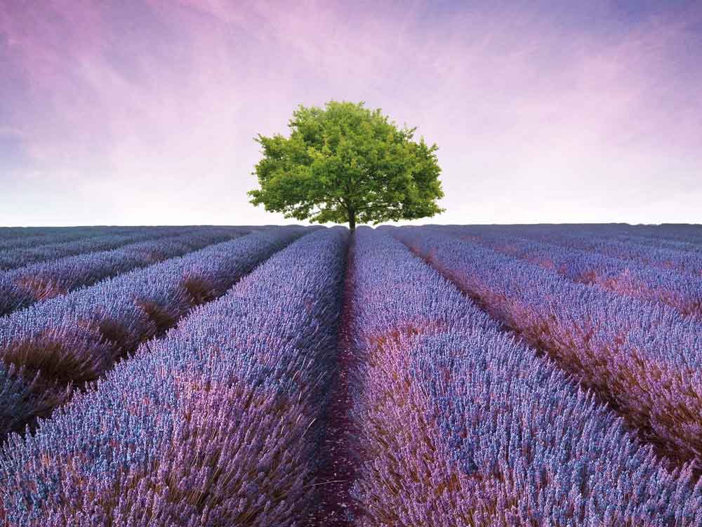 lavender-field-tree