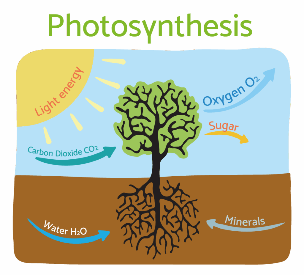 photosintesis