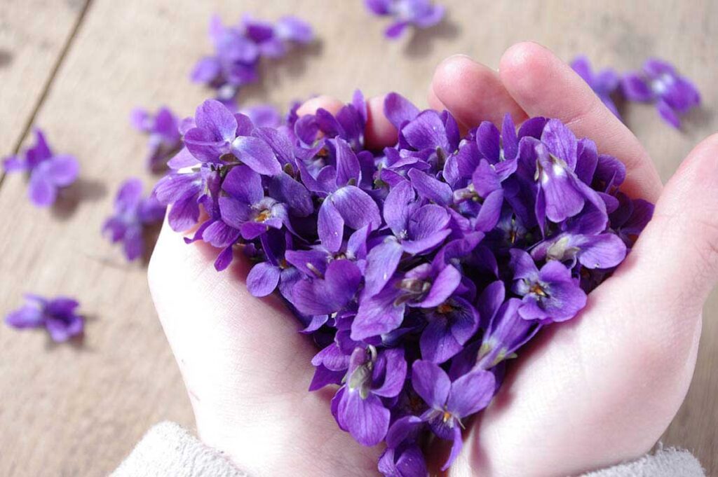 violetas